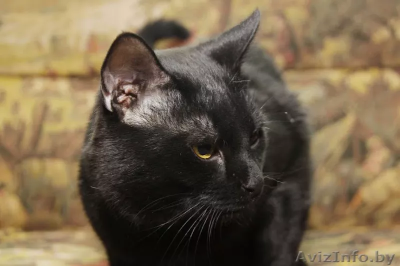 Раскошный Заур, в дар! - Изображение #4, Объявление #591397