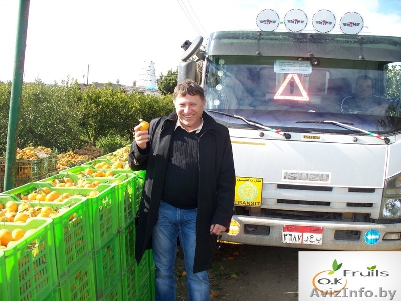 Прямые поставки цитрусовых из Египта - Изображение #5, Объявление #599304