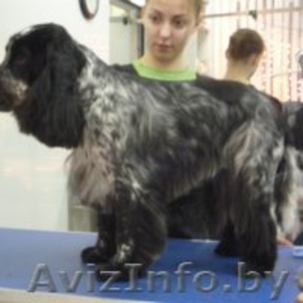 Стрижка собак и кошек (всех пород!) - Изображение #3, Объявление #630750