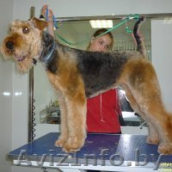 Стрижка собак и кошек (всех пород!) - Изображение #4, Объявление #630750