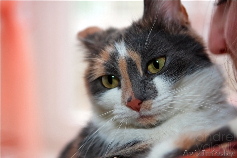 Катюшка - кошка с характером - Изображение #2, Объявление #617488