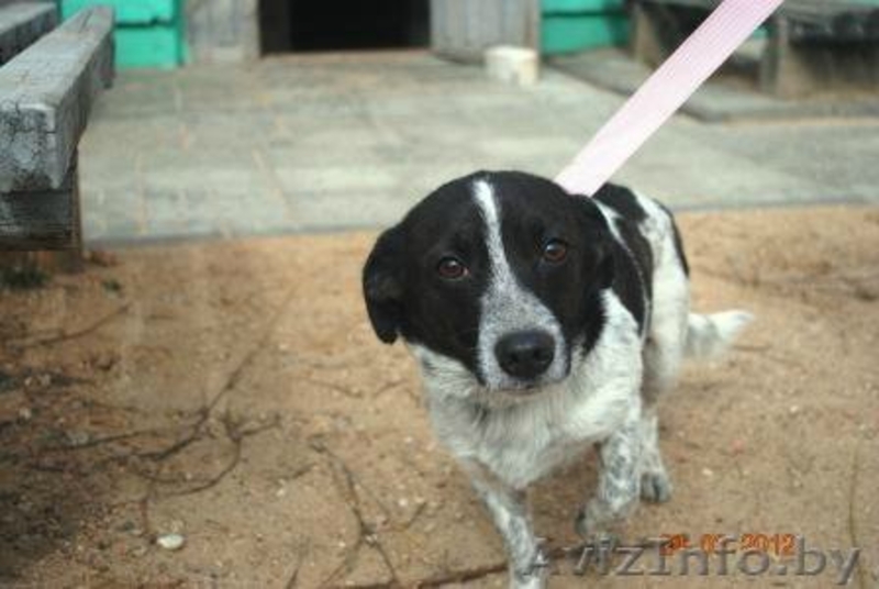 Алиска - маленькая диванная собачка.  - Изображение #1, Объявление #642635