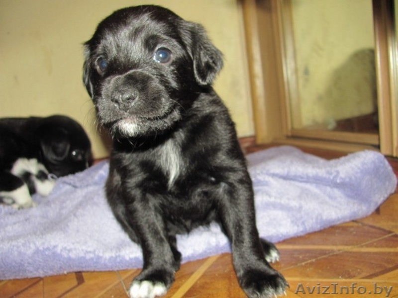 Малыши-щенульки в дар - Изображение #3, Объявление #625203