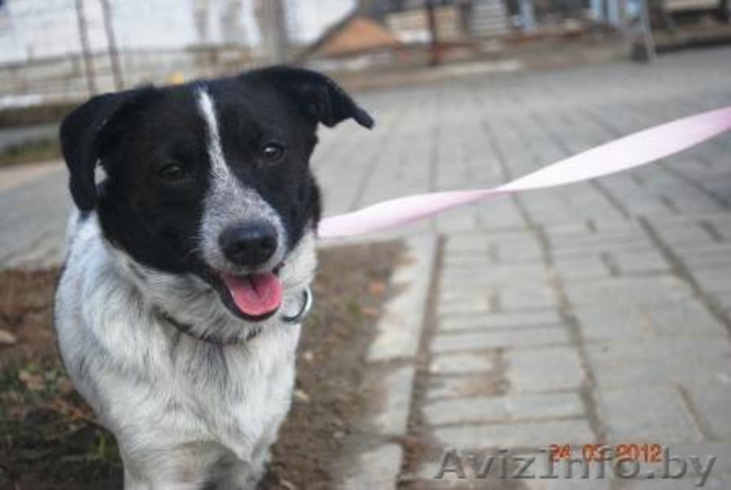 Алиска - маленькая диванная собачка.  - Изображение #2, Объявление #642635