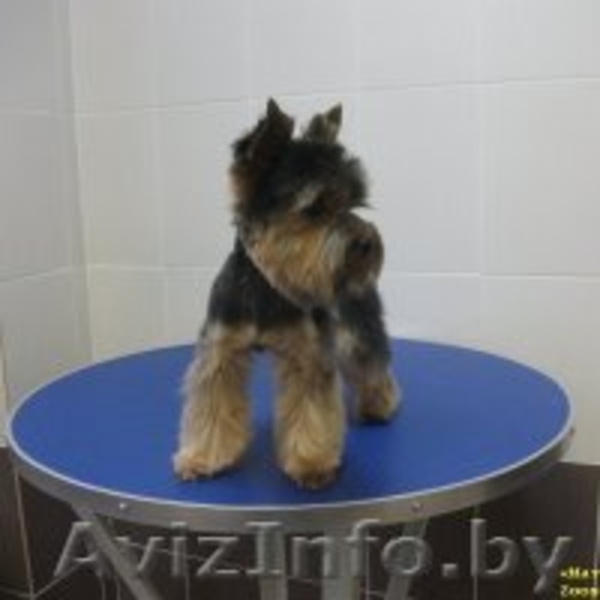 Стрижка собак и кошек (всех пород!) - Изображение #10, Объявление #630750