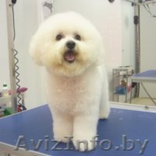 Стрижка собак и кошек (всех пород!) - Изображение #6, Объявление #630750