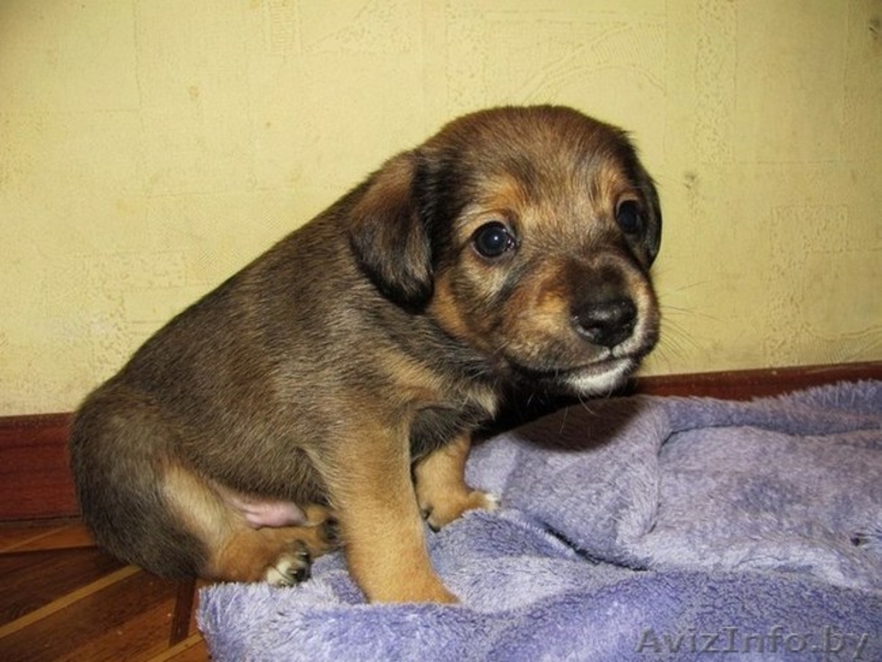 Малыши-щенульки в дар - Изображение #5, Объявление #625203