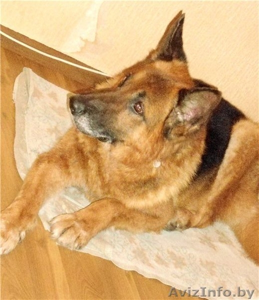 Овчарка ХАнтер в добрые руки! - Изображение #1, Объявление #619291