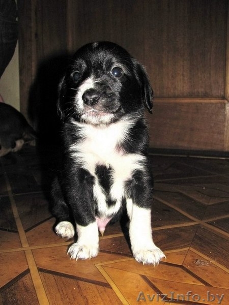 Малыши-щенульки в дар - Изображение #6, Объявление #625203