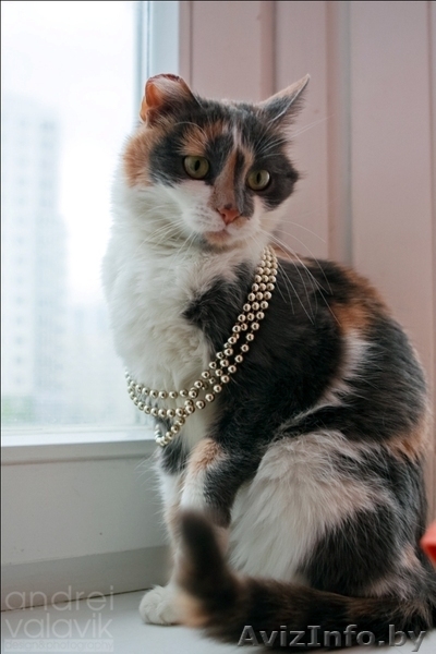 Катюшка - кошка с характером - Изображение #4, Объявление #617488
