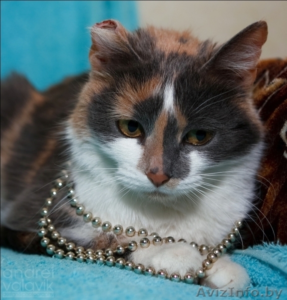 Катюшка - кошка с характером - Изображение #1, Объявление #617488