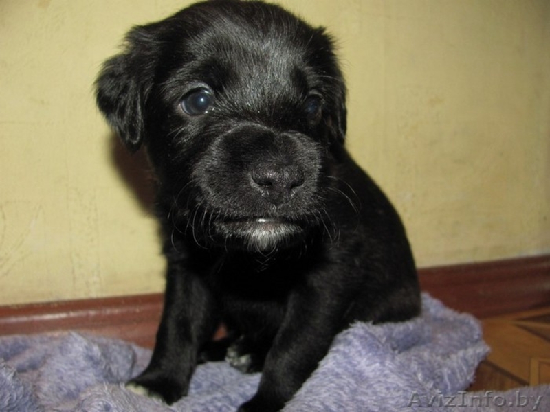 Малыши-щенульки в дар - Изображение #9, Объявление #625203