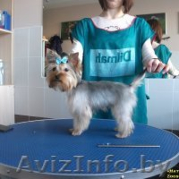 Стрижка собак и кошек (всех пород!) - Изображение #5, Объявление #630750