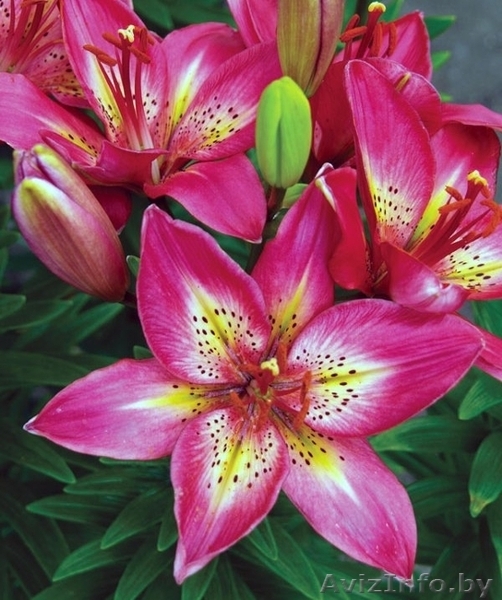 Предлагаю разнообразные лилии - Изображение #6, Объявление #327088