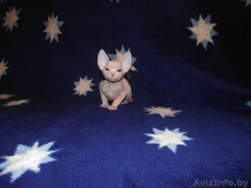 продажа котят канадского сфинкса - Изображение #1, Объявление #75271