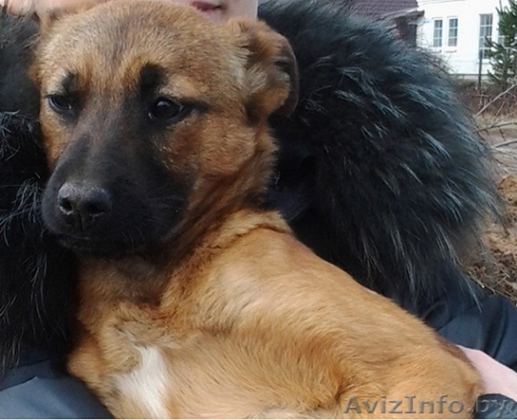 Маленькая Анфиса ищет новый дом! - Изображение #5, Объявление #633593