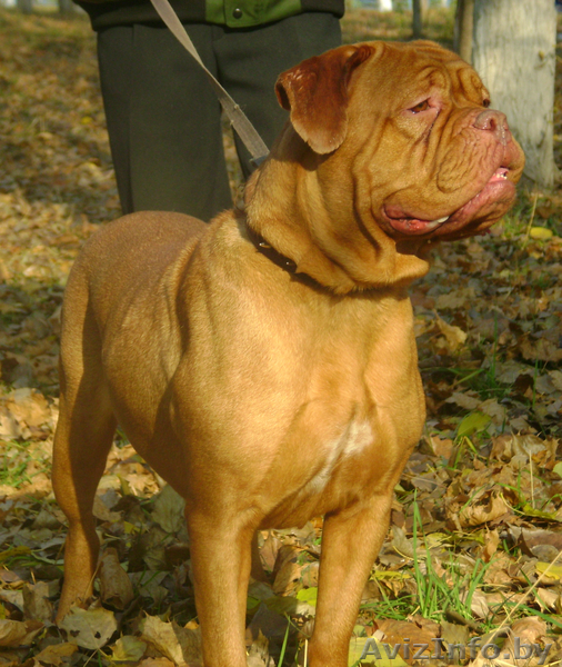   высокопородные щенки бордоского дога - Изображение #2, Объявление #642872