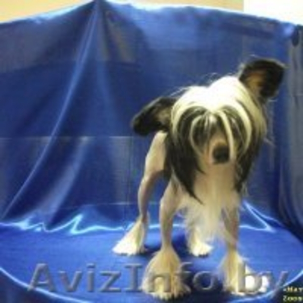 Стрижка собак и кошек (всех пород!) - Изображение #9, Объявление #630750