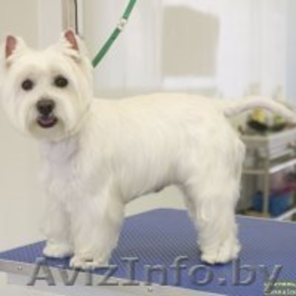 Стрижка собак и кошек (всех пород!) - Изображение #2, Объявление #630750