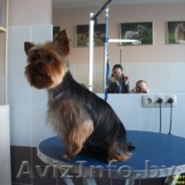 Стрижка собак и кошек (всех пород!) - Изображение #1, Объявление #630750