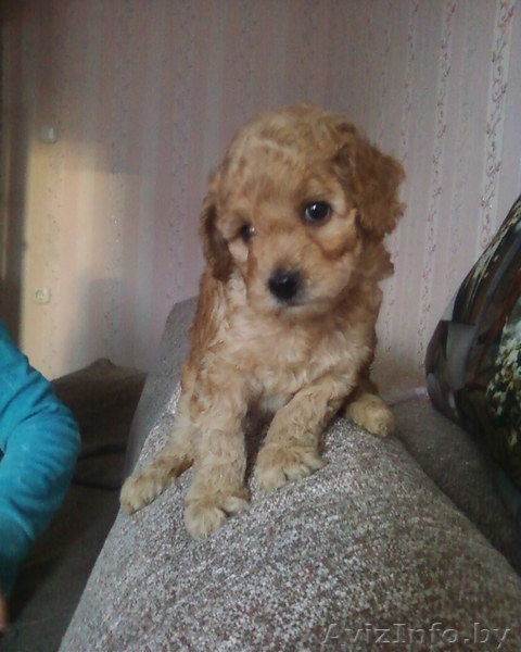 щеночки карликового пуделя - Изображение #2, Объявление #614595