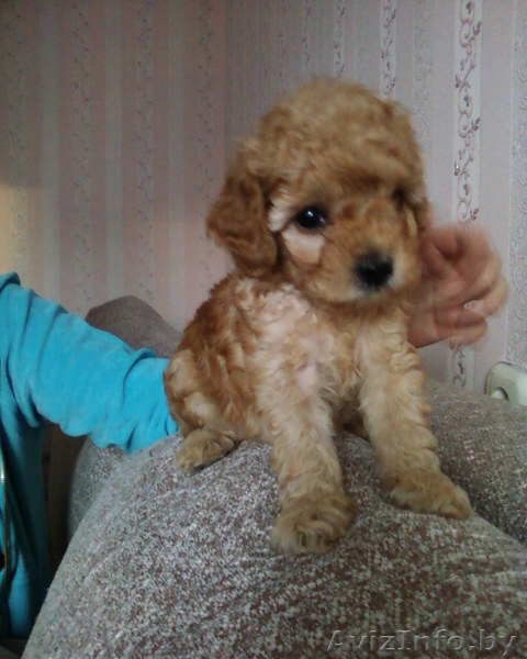 щеночки карликового пуделя - Изображение #3, Объявление #614595