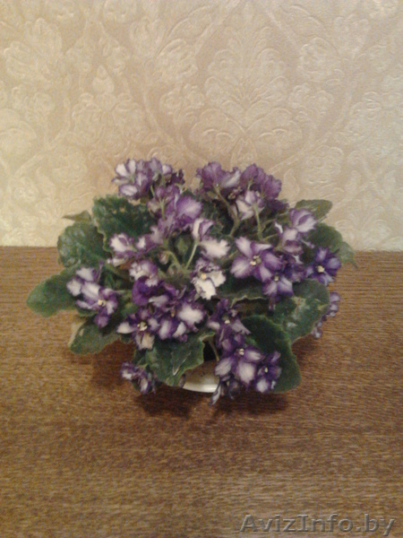 Цветы- фиалки, спацифиллумы, дифенбахии 40 тыс - Изображение #1, Объявление #631269