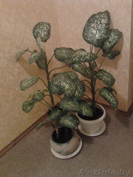 Цветы- фиалки, спацифиллумы, дифенбахии 40 тыс - Изображение #8, Объявление #631269