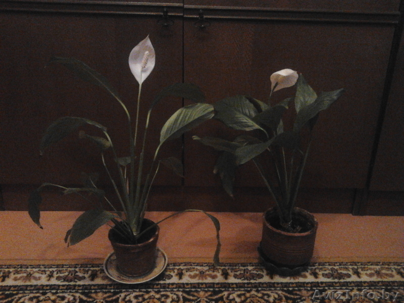 Цветы- фиалки, спацифиллумы, дифенбахии 40 тыс - Изображение #9, Объявление #631269