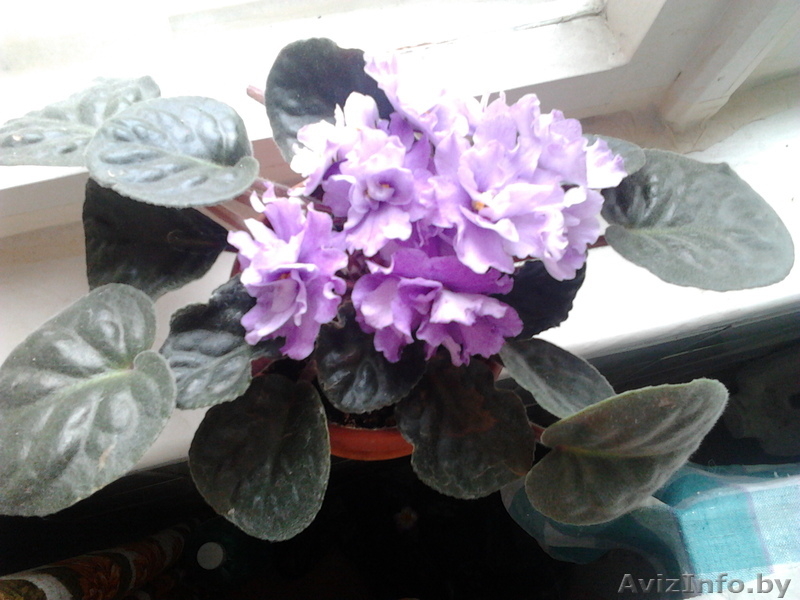 Цветы- фиалки, спацифиллумы, дифенбахии 40 тыс - Изображение #2, Объявление #631269