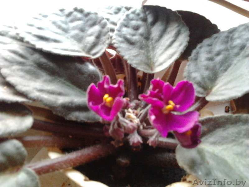 Цветы- фиалки, спацифиллумы, дифенбахии 40 тыс - Изображение #5, Объявление #631269