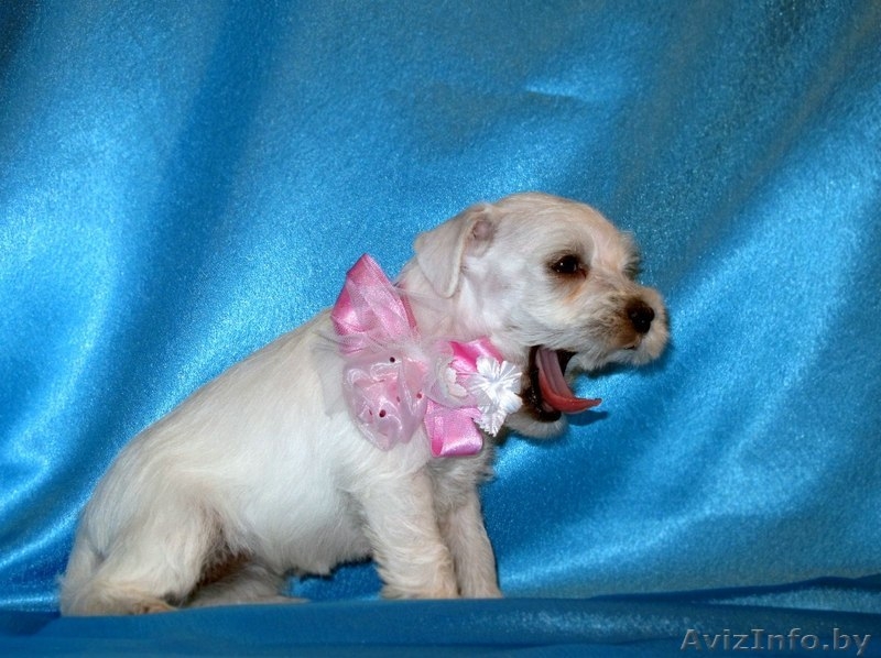 Щенок цвергшнауцера. Привит - гуляет на улице.  - Изображение #5, Объявление #132594