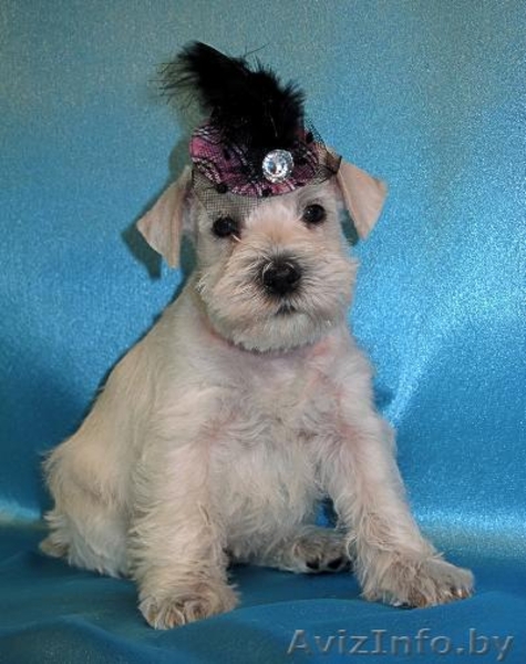 Щенки белого цвергшнауцера - Изображение #3, Объявление #377701