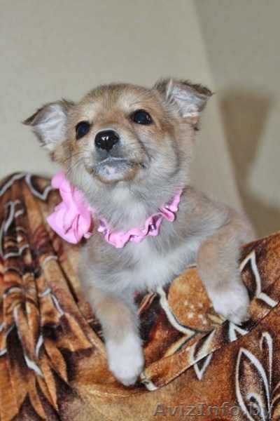 Очаровательный щеночек в дар! - Изображение #2, Объявление #635488