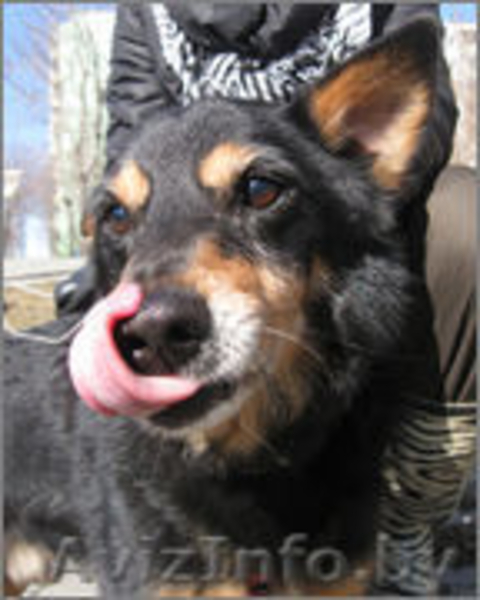 Небольшой пёсик , в добрые руки!  - Изображение #6, Объявление #626658