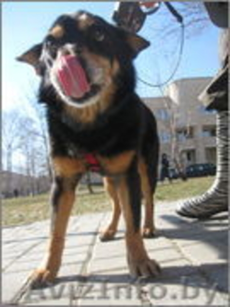 Небольшой пёсик , в добрые руки!  - Изображение #5, Объявление #626658