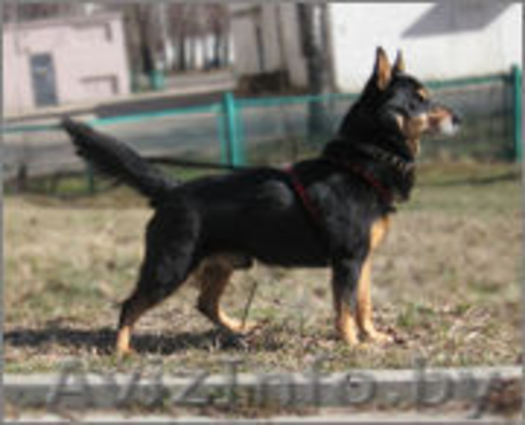 Небольшой пёсик , в добрые руки!  - Изображение #2, Объявление #626658