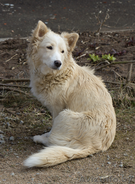 Молодая красавица ищет добрые руки - Изображение #1, Объявление #634366
