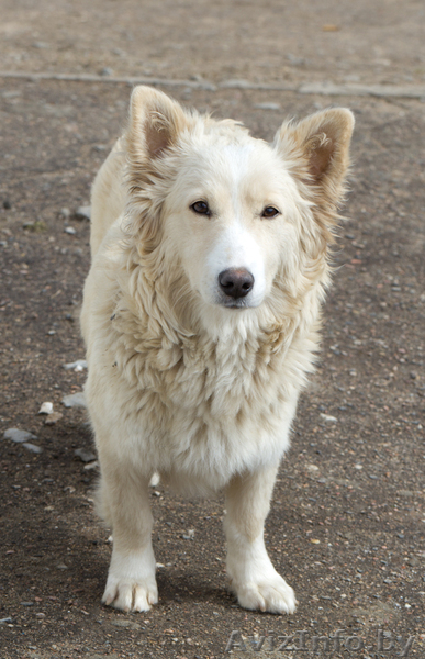 Молодая красавица ищет добрые руки - Изображение #2, Объявление #634366