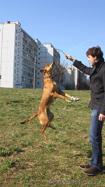 Изящная Нора в добрые руки! - Изображение #3, Объявление #633573