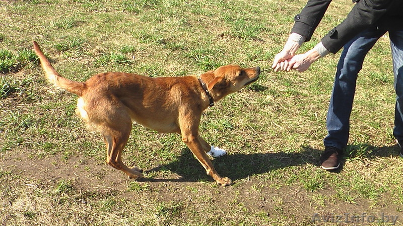 Изящная Нора в добрые руки! - Изображение #1, Объявление #633573