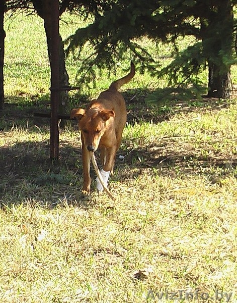 Изящная Нора в добрые руки! - Изображение #2, Объявление #633573