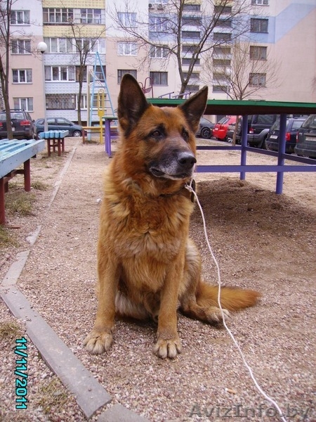 Овчарка ХАнтер в добрые руки! - Изображение #2, Объявление #619291