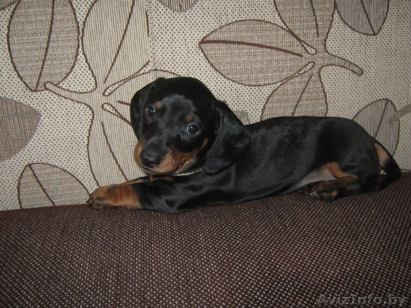 щенки таксы стандартной - Изображение #5, Объявление #632253