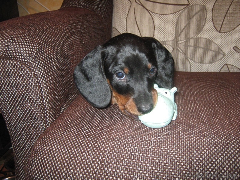 щенки таксы стандартной - Изображение #4, Объявление #632253