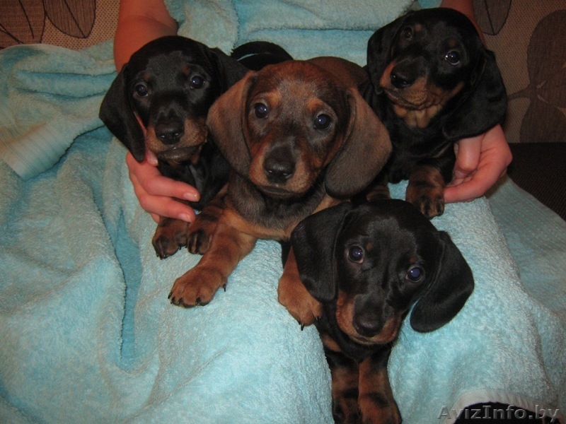 щенки таксы стандартной - Изображение #2, Объявление #632253