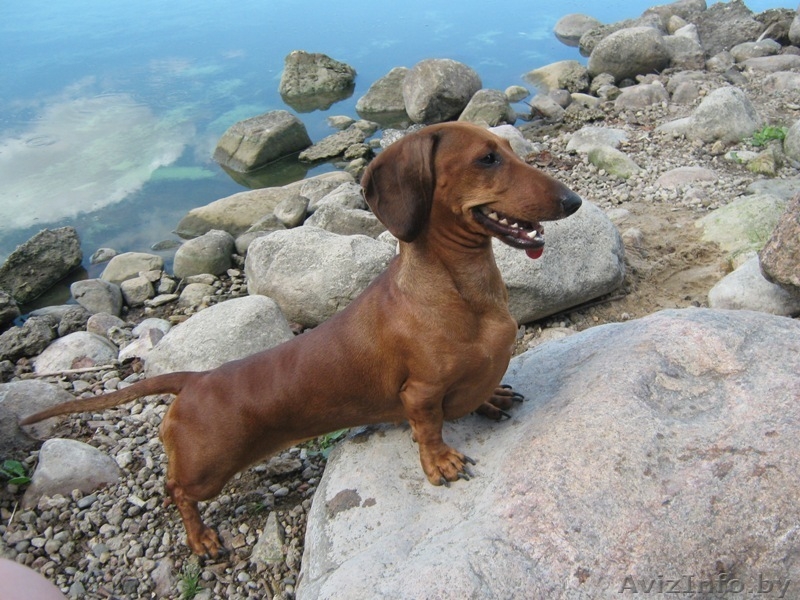 щенки таксы стандартной - Изображение #1, Объявление #632253