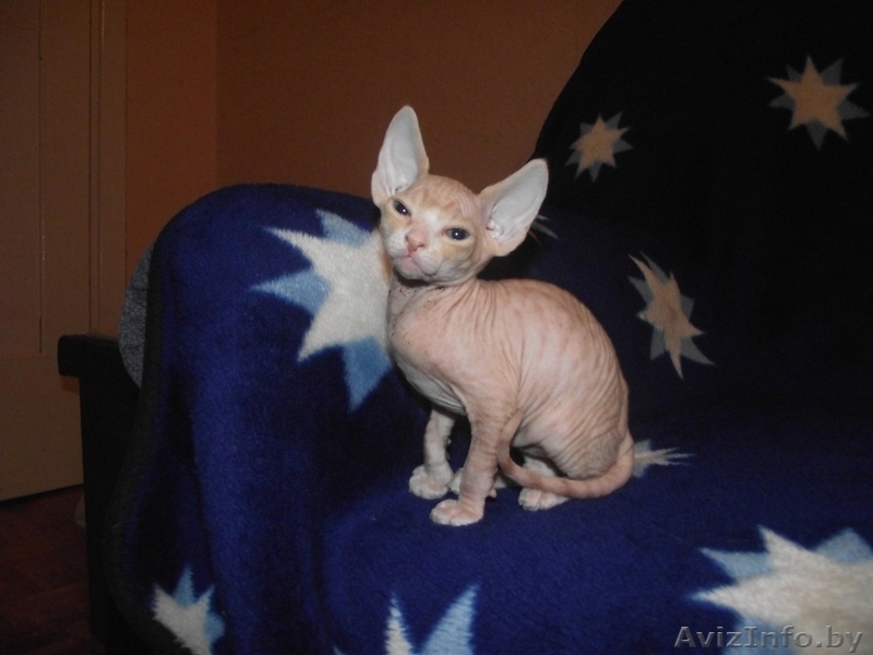 продажа котят канадского сфинкса - Изображение #2, Объявление #75271