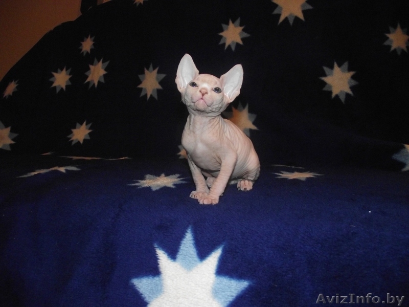 продажа котят канадского сфинкса - Изображение #3, Объявление #75271