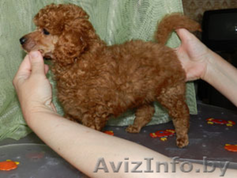 Отдам в надежные руки поводок с пуделем - Изображение #2, Объявление #641629